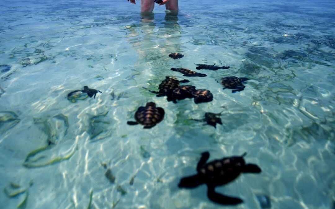 Budget Tipis Tetap Bisa Nikmati Liburan Seru di Pulau Pramuka